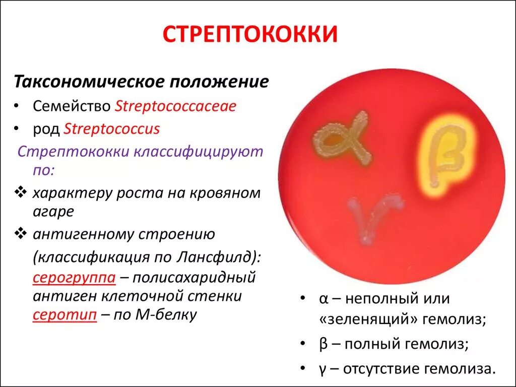 Стрептококковой инфекции в организме. Стрептококк в организме у ребенка. Стрептококковые бактерии. Стрептококковая инфекция у детей. Тест стрептококк группы а