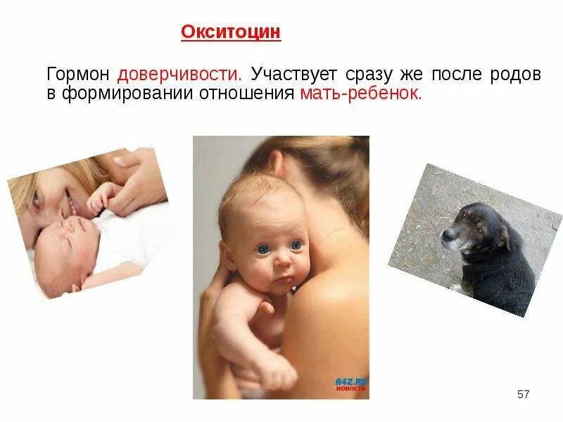 Гормон окситоцин как повысить. Окситоцин гормон. окситоцин презентация. окситоцин гормональный. окситоцин доклад.