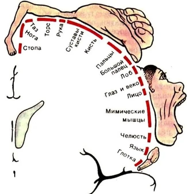 Мозг через рот. Гомункулус человечек Пенфилда. Человек Пенфилда схема. Сенсорный и моторный гомункулус. Сенсорный гомункулус Пенфилда.