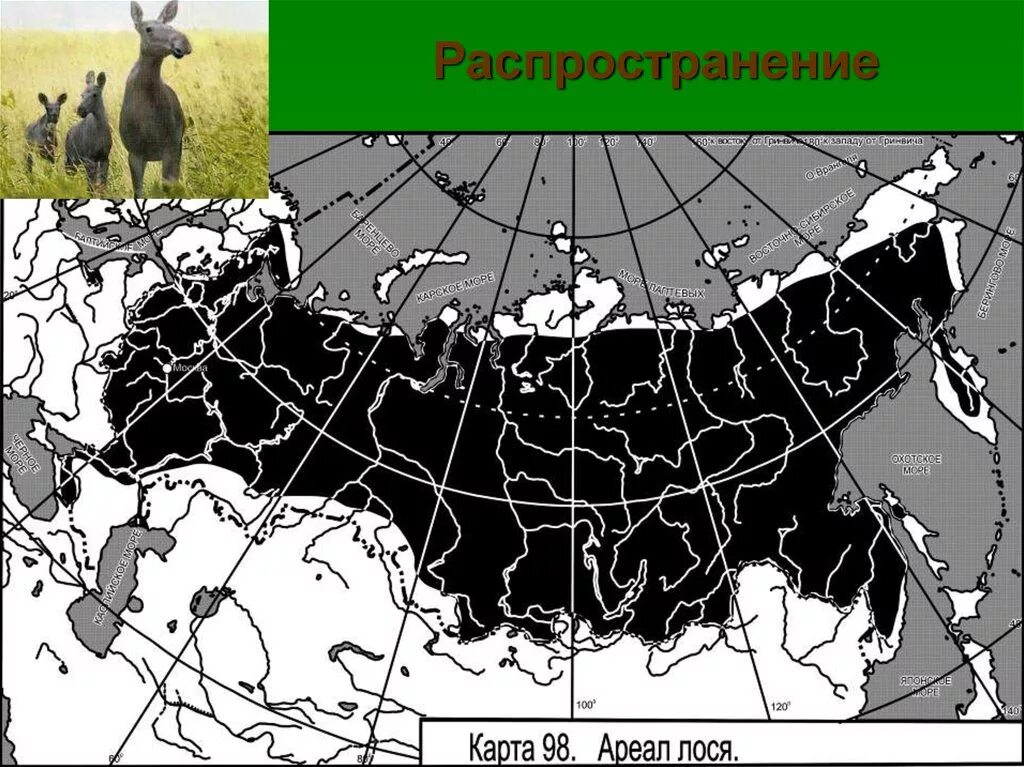 Ареал обитания лосей в России на карте. Лось ареал обитания. Ареал обитания косули на карте России. Ареал обитания лосей в России. Ареал распространения оленьих пастбищ