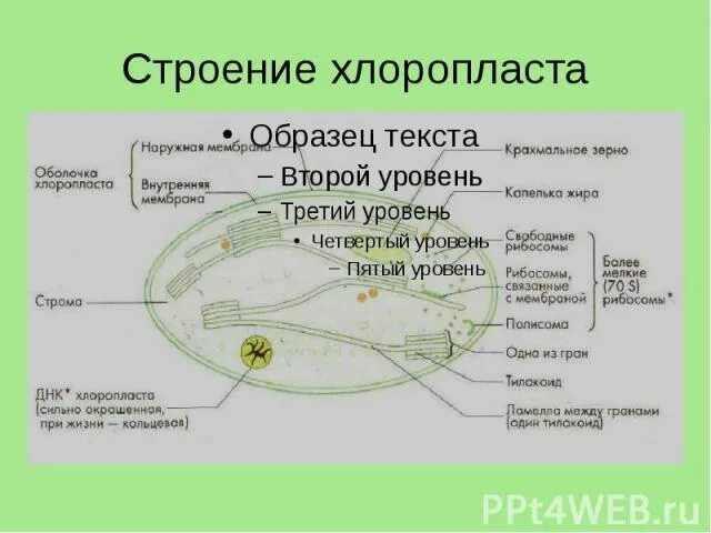 Зерна крахмала в хлоропластах. Строение хлоропласта фотосинтез. Строение хлоропласта 9 класс. Хлоропласт структура и функции. Строение хлоропласта и ее функции таблица.