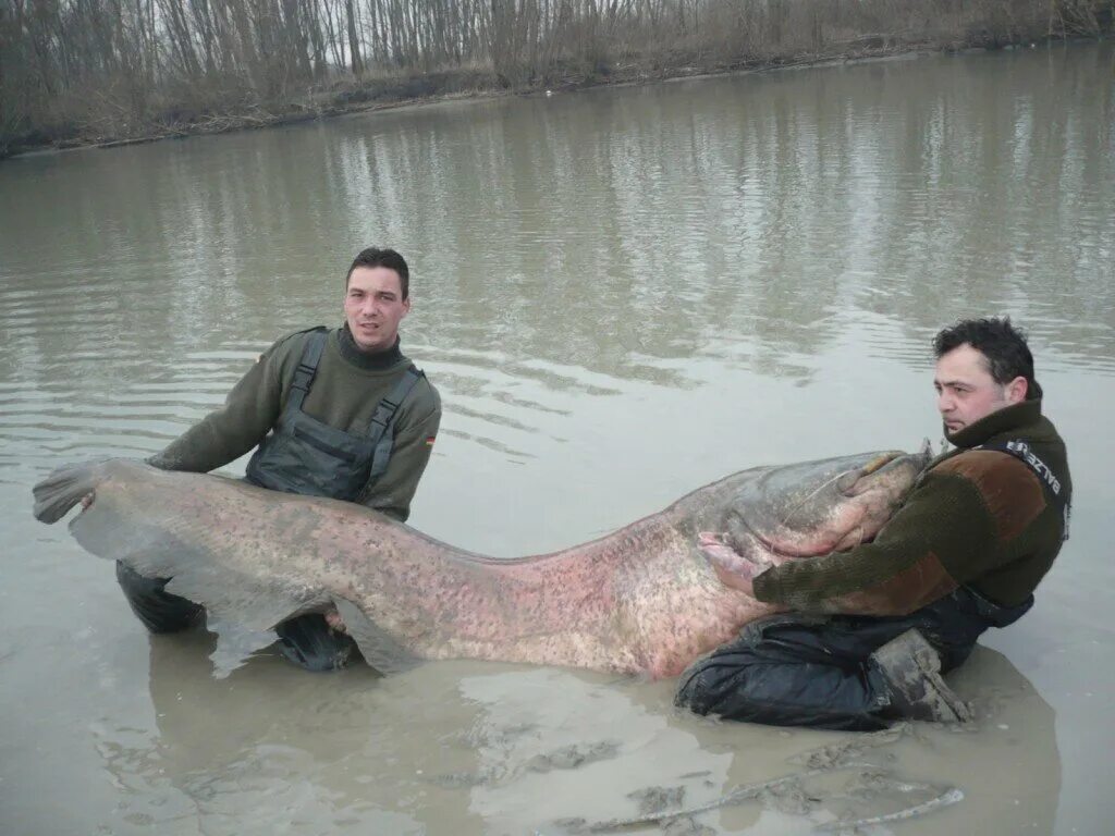 Рекорд самый большой сом. Рекорд самый большой сом. Рекорд самый большой сом. Рекорд самый большой сом. Сом 400 кг 5 метров на каме.