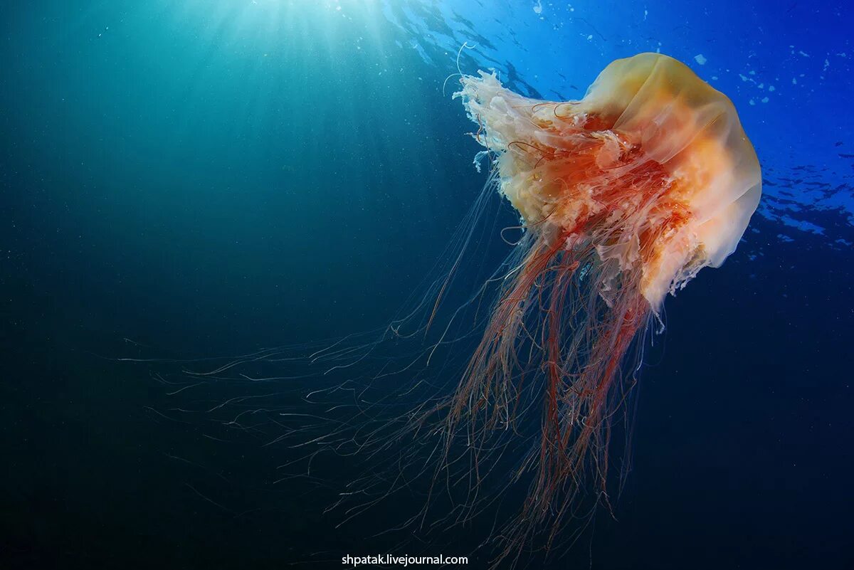 Номура. Медуза цианея. Полярная медуза цианея. Медуза цианея гигантская. Арктическая медуза цианея.