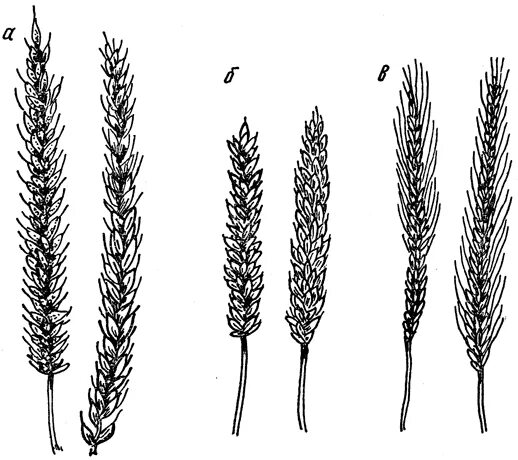 Мейоз фазы таблица набор хромосом. Строение хромосомы головка. Клетки с диплоидным набором хромосом. Число хромосом в стебле пшеницы. Диплоидный набор хромосом.
