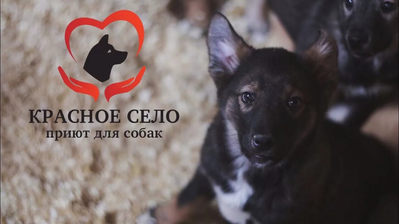 Приют для собак челны. Приют животных в красном селе. собаки из приюта. приют «красное село». приюты для бездомных собак красное село-.