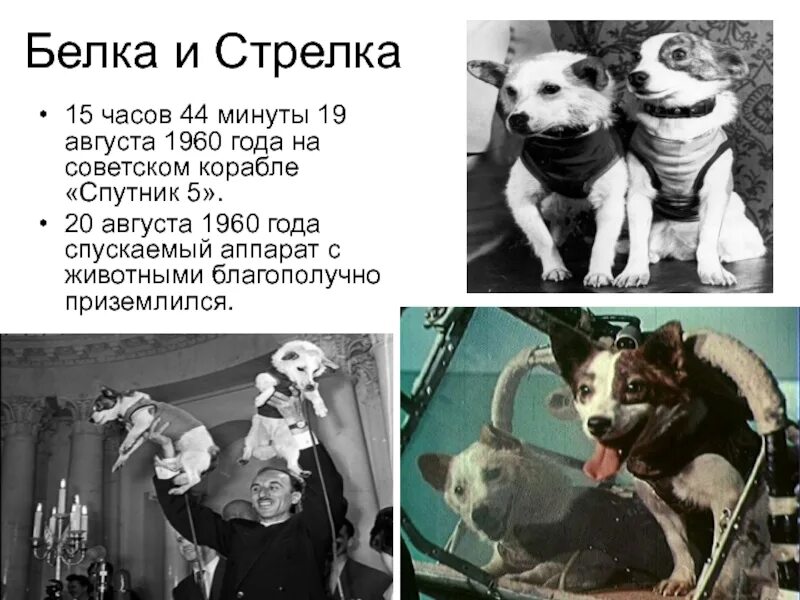 19 августа 1960. Спутник 5 19 августа 1960. Белка и стрелка 19 августа 1960 года. Космический корабль Спутник 5 белка и стрелка. 20 Августа 1960.