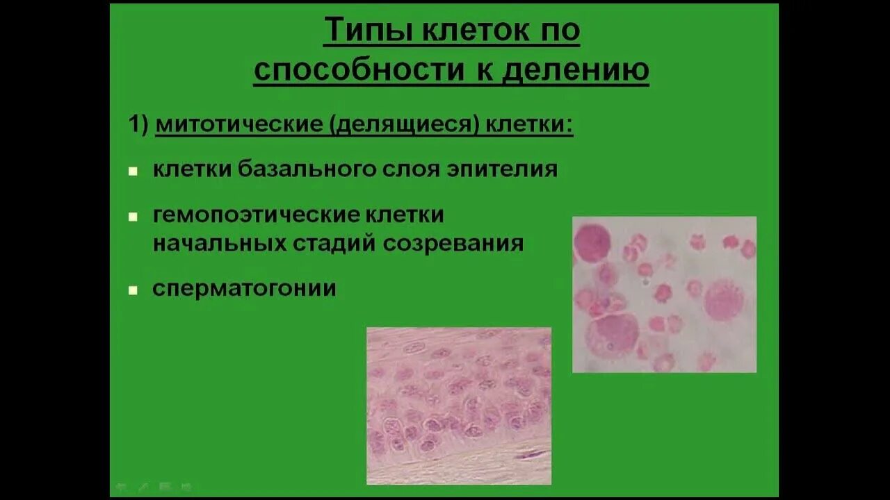 Клетки по способности к делению. Существованиеиклетки от момента ее возникновения в результат. Классификация образовательных тканей. Ткани человека соединительная мышечная нервная. Ингибиция клеток.