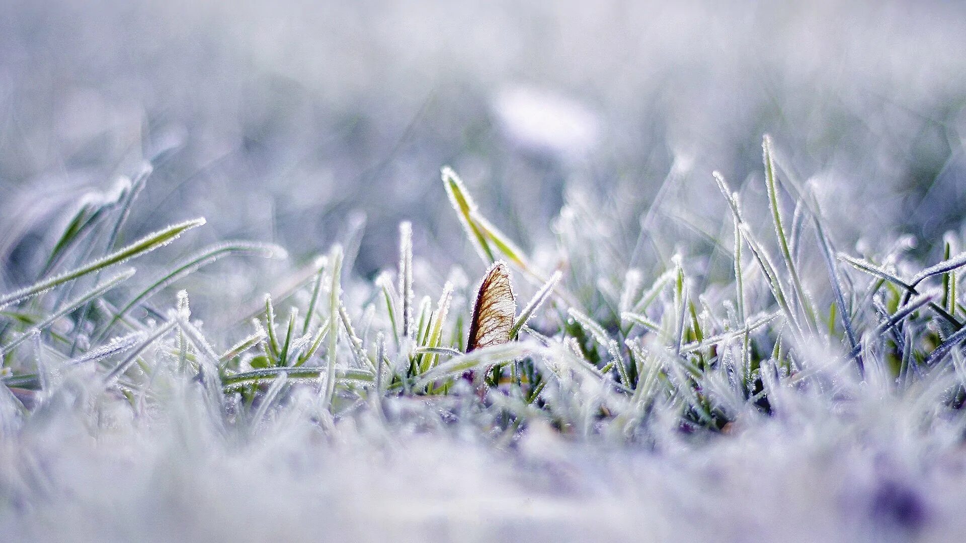 Свежесть весны. Свежесть весны. Весеннее утро. Свежесть весны. Свежесть весны.