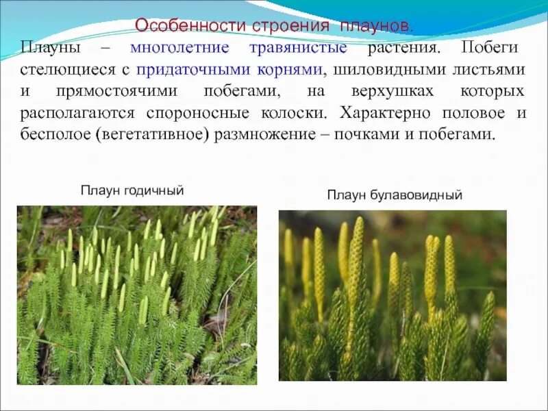 Значение плауновидных и хвощевидных