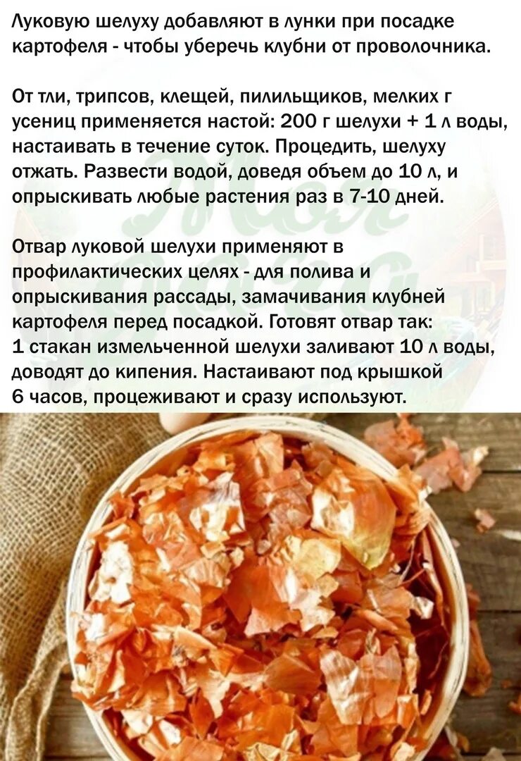 Можно ли поливать луковой шелухой. Отвар луковой шелухи. Отвар из луковой шелухи. Луковая шелуха отвар. Экстракт луковой шелухи.