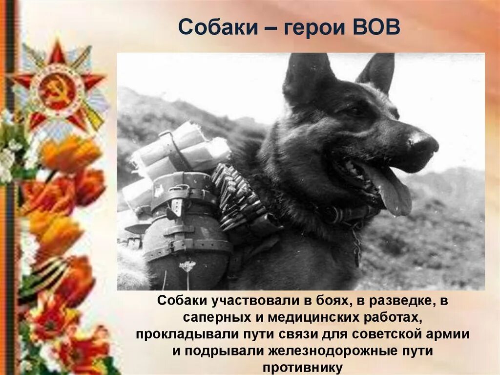 собаки на войне. собаки герои великой отечественной. собаки великой отечественной войны 1941-1945. собаки герои великой отечественной. роль собак в великой отечественной войне 1941-1945.