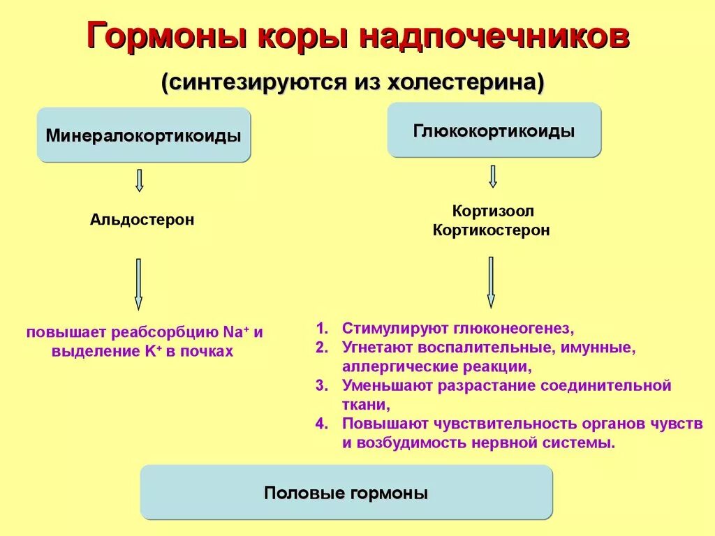 Гормоны сетчатой зоны. Гормоны коркового слоя надпочечников механизм. Гормоны коркового слоя надпочечников таблица. Гормональных препаратов коры надпочечников механизм их действия.