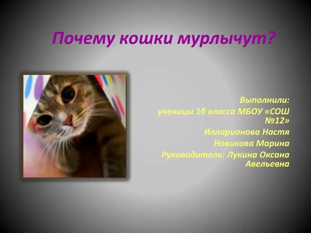 Отчего кошка. Почему кошки мурчат. зачем кошки мурлыкают. как коты мурлыкают. почему кошка не мурлычет.