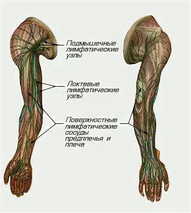 Лимфоузел на локте. Лимфатические узлы верхней конечности. Лимфатические сосуды верхней конечности. Лимфатическая система верхней конечности анатомия. Лимфатические сосуды и узлы верхней конечности.