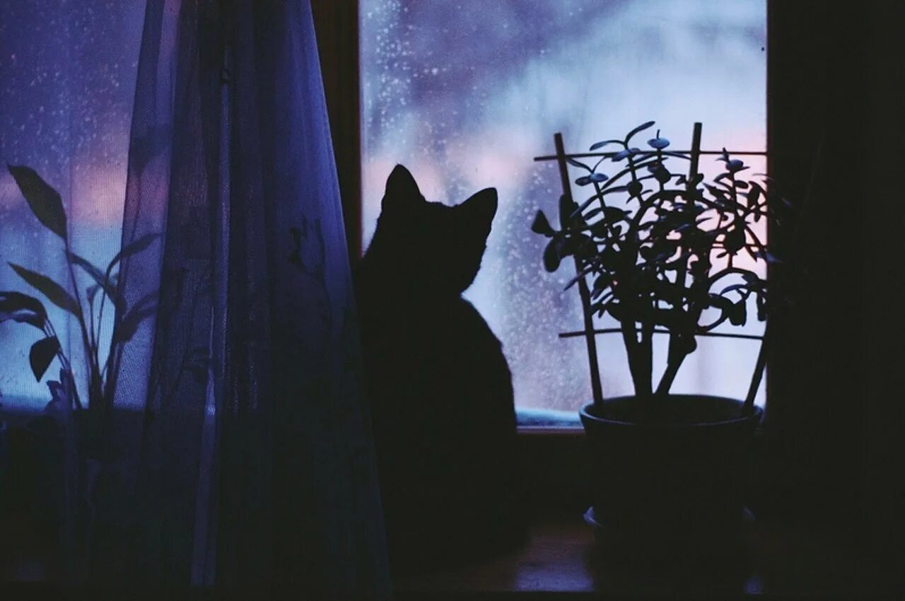 Кошка в темной комнате. Кошка на подоконнике. кошка на окне. кот на подоконнике ночью. кошка на окне ночью.
