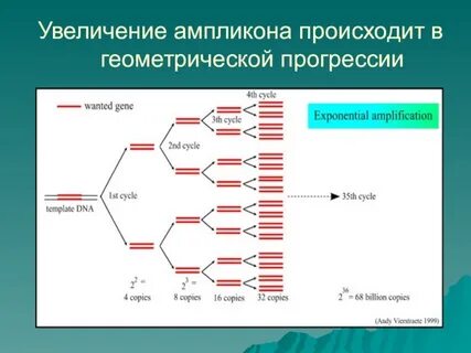 13 циклов