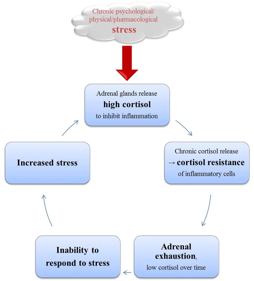Реакция на стресс замри. Cortisol Level. Normal cortisol Levels. Adrenal cortisol support инструкция на русском. Кортизол и аутизм.