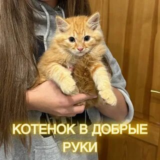 Котенок доверяет