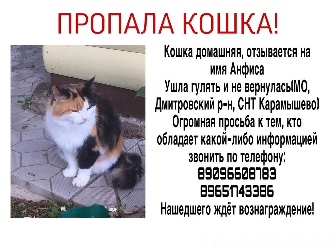 Стихи в память о кошке. На сколько дней уходила кошка. Почему коты уходят. Поведение кошек. Почему животные уходят из дома.
