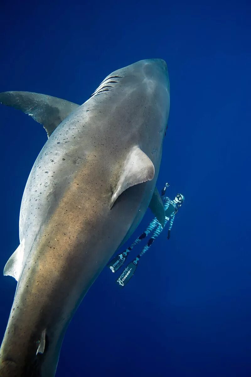 Сама большая акула. Большая белая акула (great White Shark). Дип Блю акула. Белая акула дип Блю. Оушен Рамси белая акула.