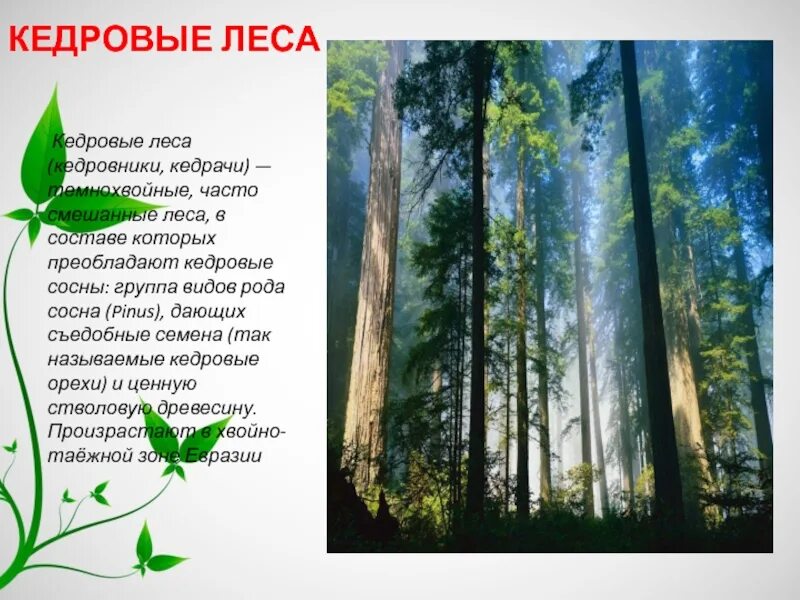 Леса умеренного пояса конспект. Леса умеренного пояса 8 класс география. Презентация на тему леса умеренного пояса 8 класс география. Леса умеренного пояса 8 класс география. Природные зоны леса умеренного пояса.