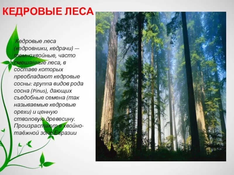 Презентация на тему леса умеренного пояса. Леса умеренного пояса растительный мир. Леса умеренного пояса России.