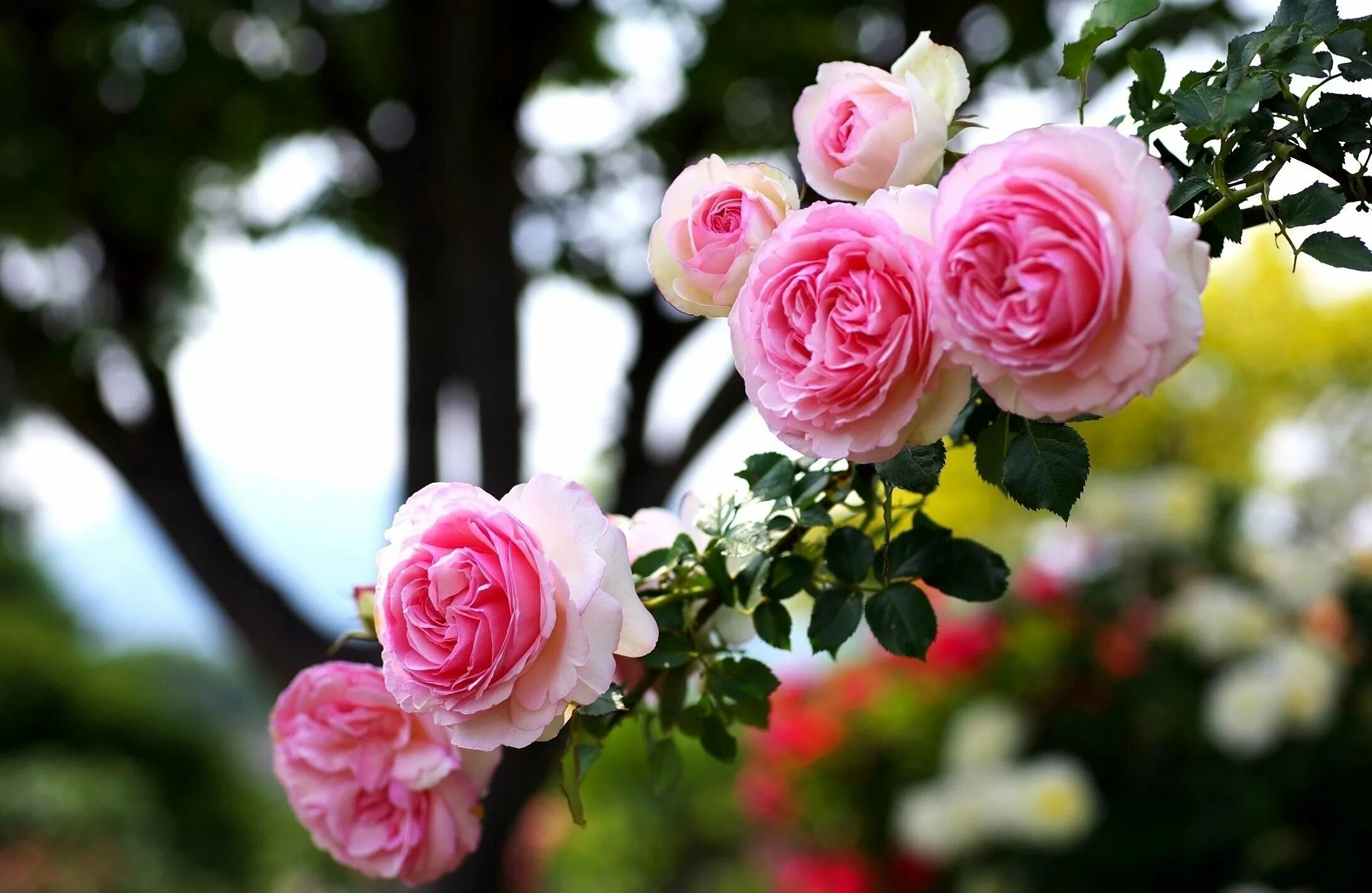 Красивые цветы. Розовые цветы. Цветочки розочки.