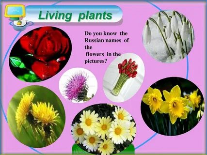 Knows that plants