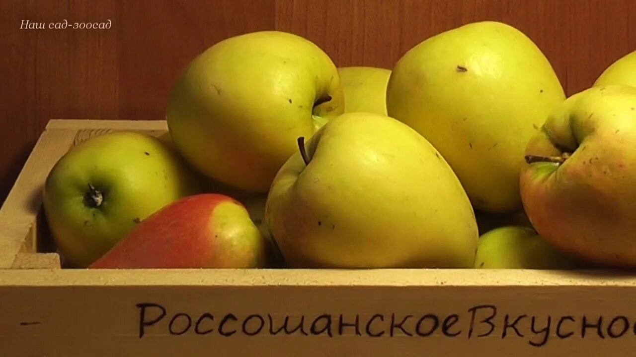 Яблоня сорт россошанская. Яблоня россошанское изумительное. яблоня россошанское вкусное. сорт яблок россошанское. яблоня зимняя &quot;россошанское вкусное&quot;.