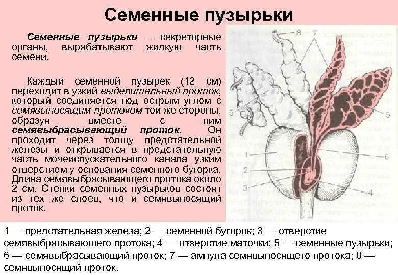 Сильные половые органы. Семенные пузырьки семявыносящий проток топография. Структуры предстательной железы и семенных пузырьков. Семенной пузырек строение и топография. Семенные пузырьки анатомия строение.