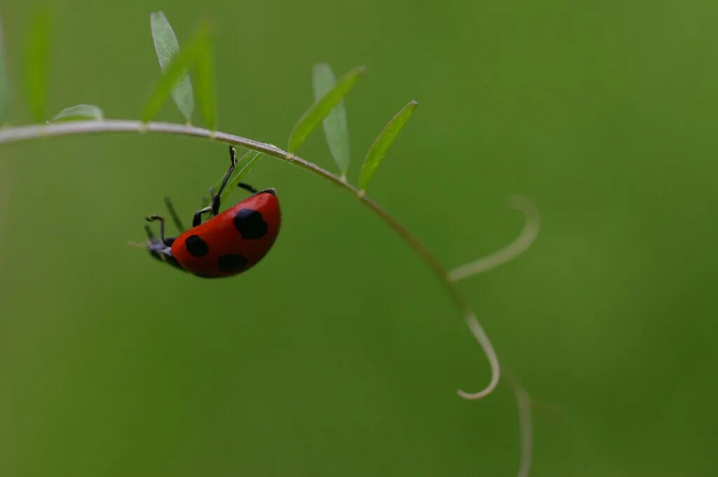 Ladybird 2. Ladybird 2. Арлекины божьи коровки насекомые. Ladybird группа фотографии. Коричневая божья коровка с красными пятнами.