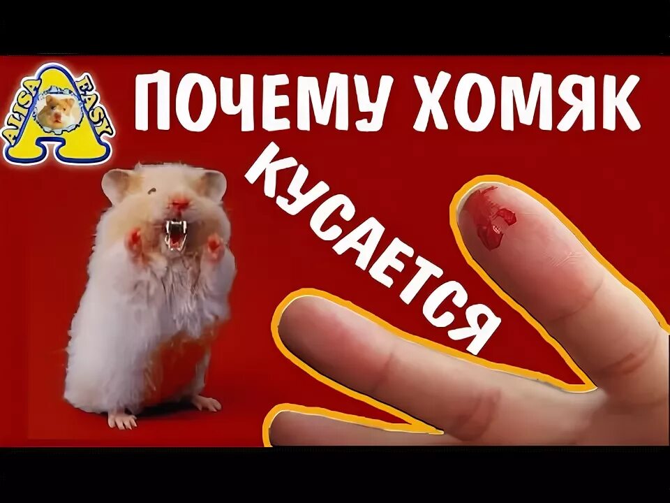 Бывают ли у хомяков блохи: симптомы, профилактика, лечение