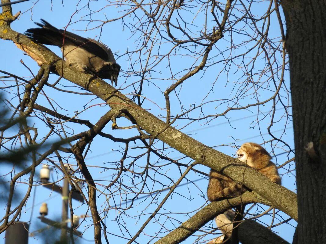 Кот и ворона на дереве. Рыжий кот и ворона на дереве. Кот с вороной на дереве. Птицы атакуют кота. Видит сидит на дереве