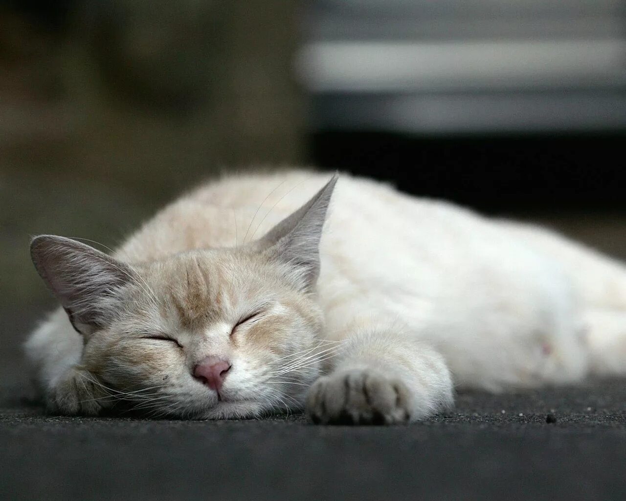 Прости уснула. Кот приведение. Белая кошка с котятами. Кошка-бездельница. К чему снятся котята.