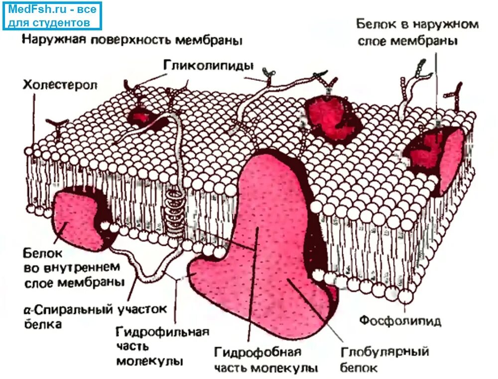 Гликолипиды в мембране. Строение мембраны клетки . Липиды. Фосфолипиды биологических мембран. Гликолипиды в плазматической мембране.