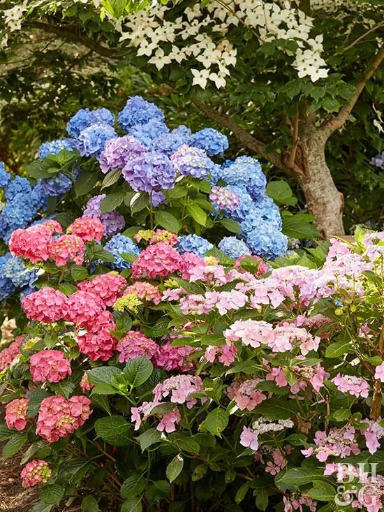 Уличные кустарники фото. Рододендрон изгородь. Рододендрон канадский. Рододендрон ползучий баден-баден. Рододендрон живая изгородь.