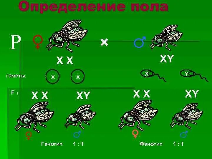 Гетерогаметные особи. Гаметы XY. Гаметы у насекомых. Кузнечики гаметы. Гаметы организмов XX XY.