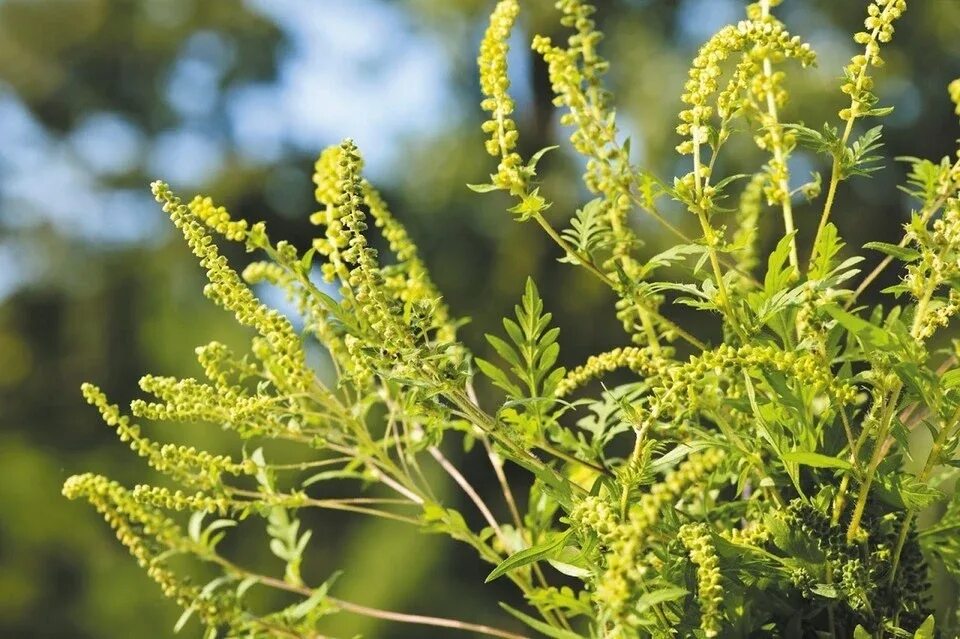 How to identify Annual ragweed (Ambrosia artemisiifolia)