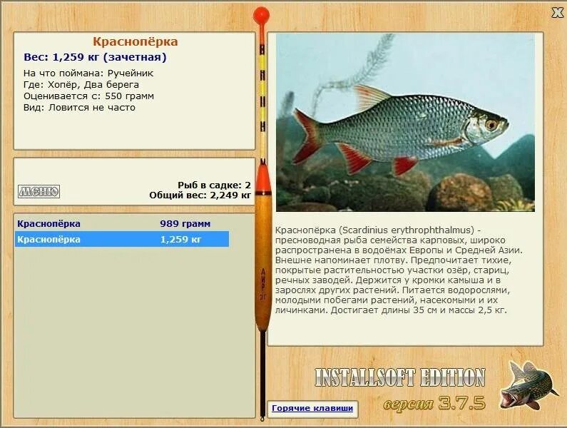 Рыбалка 3 красноперка. Краснопёрка рыба вес. На что ловится красноперка. Где ловить красноперку. На что ловить красноперку.