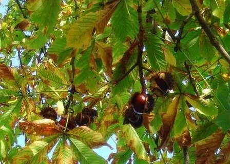 День каштанов