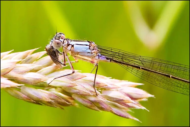 Стрекоза хищник. Стрекоза хищник. Насекомые хищники стрекоза. Поймать стрекозу. Необычные стрекозы.