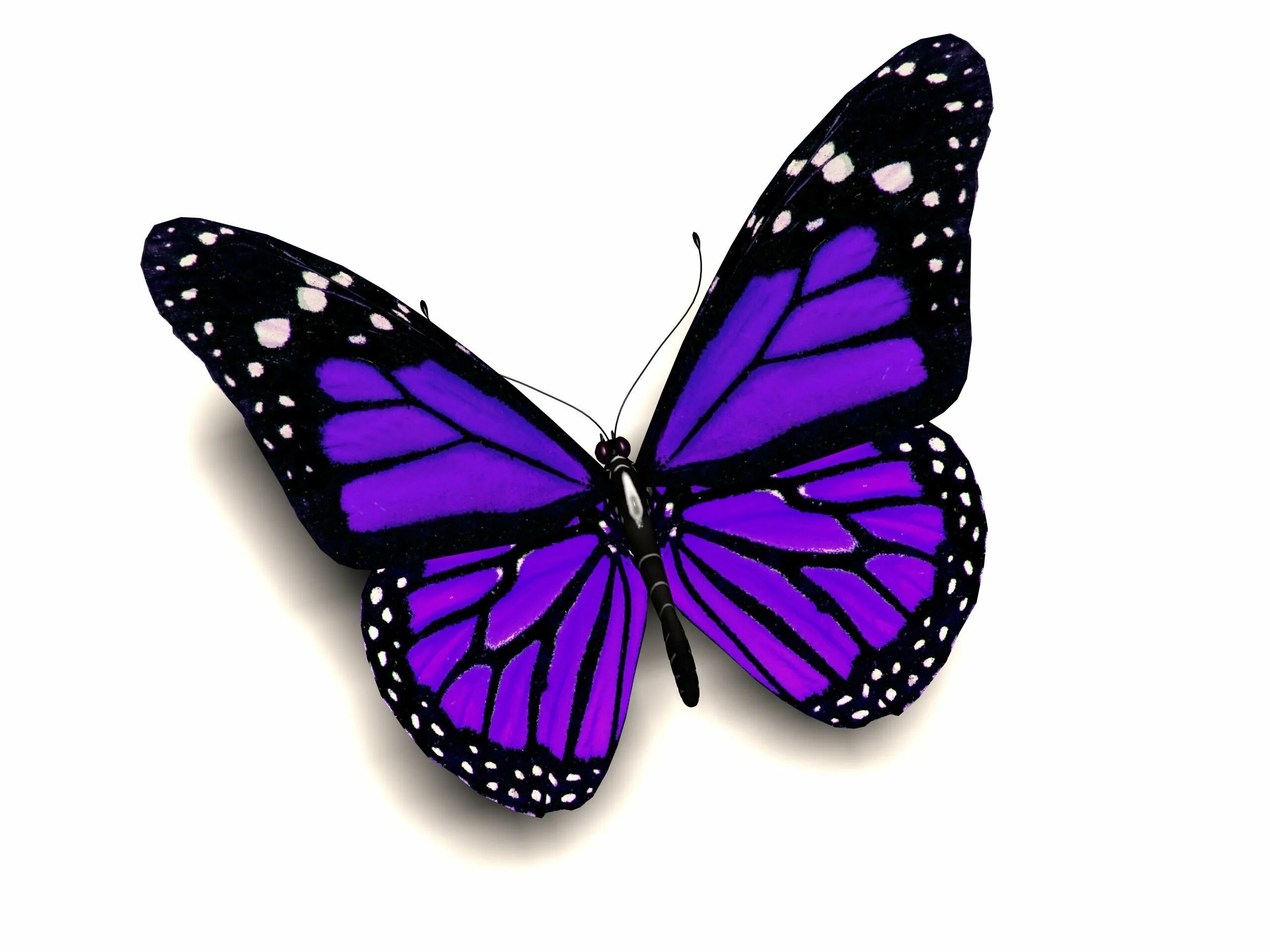 Фиолетовые бабочки картинки. Сиреневые бабочки. Бабочка рисунок. Бабочка фиолетовая. Красивые бабочки на белом фоне.
