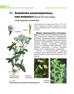 Семейство сложноцветные сорняки
