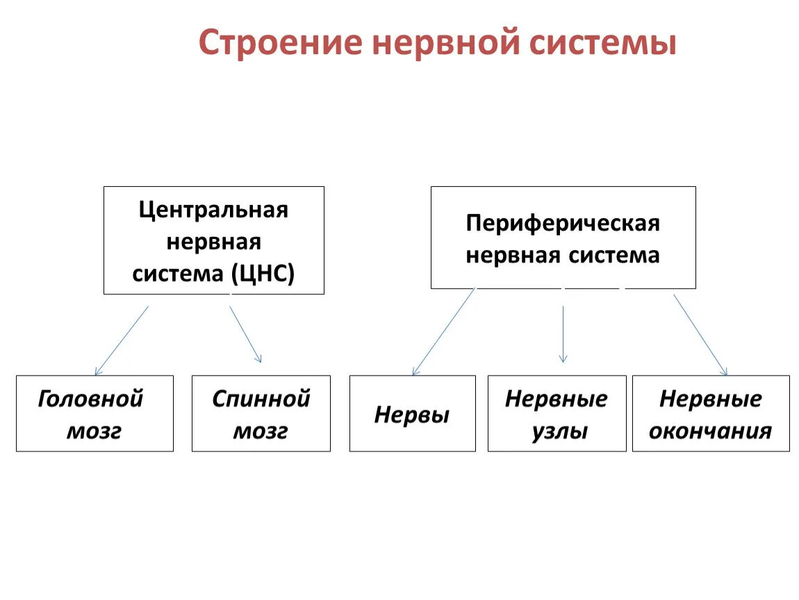 Периферическая нервная система ядра. Общая схема строения нервной системы. Строение нервной системы человека схема психология. Функции нервной системы человека схема. Нервная система по расположению схема.