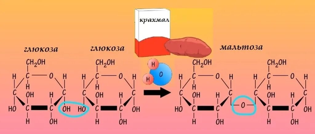 Крахмал мальтоза. Крахмал в мальтозу реакция. Крахмал мальтоза Глюкоза. Крахмал до мальтозы реакция. Крахмал относится к группе