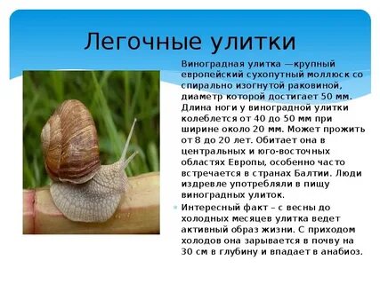 Какой тип характерен для виноградной улитки