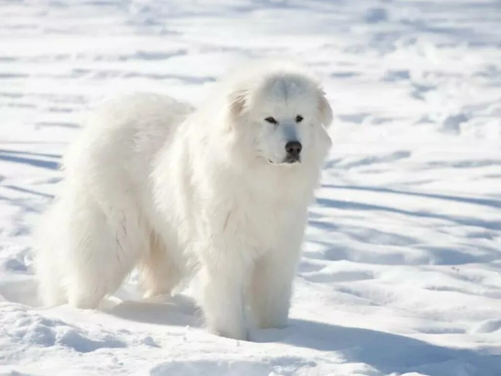 Большая белая собака. Пиренейская Горная овчарка. Бериницскся Горная собака. Пируанская Горная собака. Пиренейская овчарка белая.