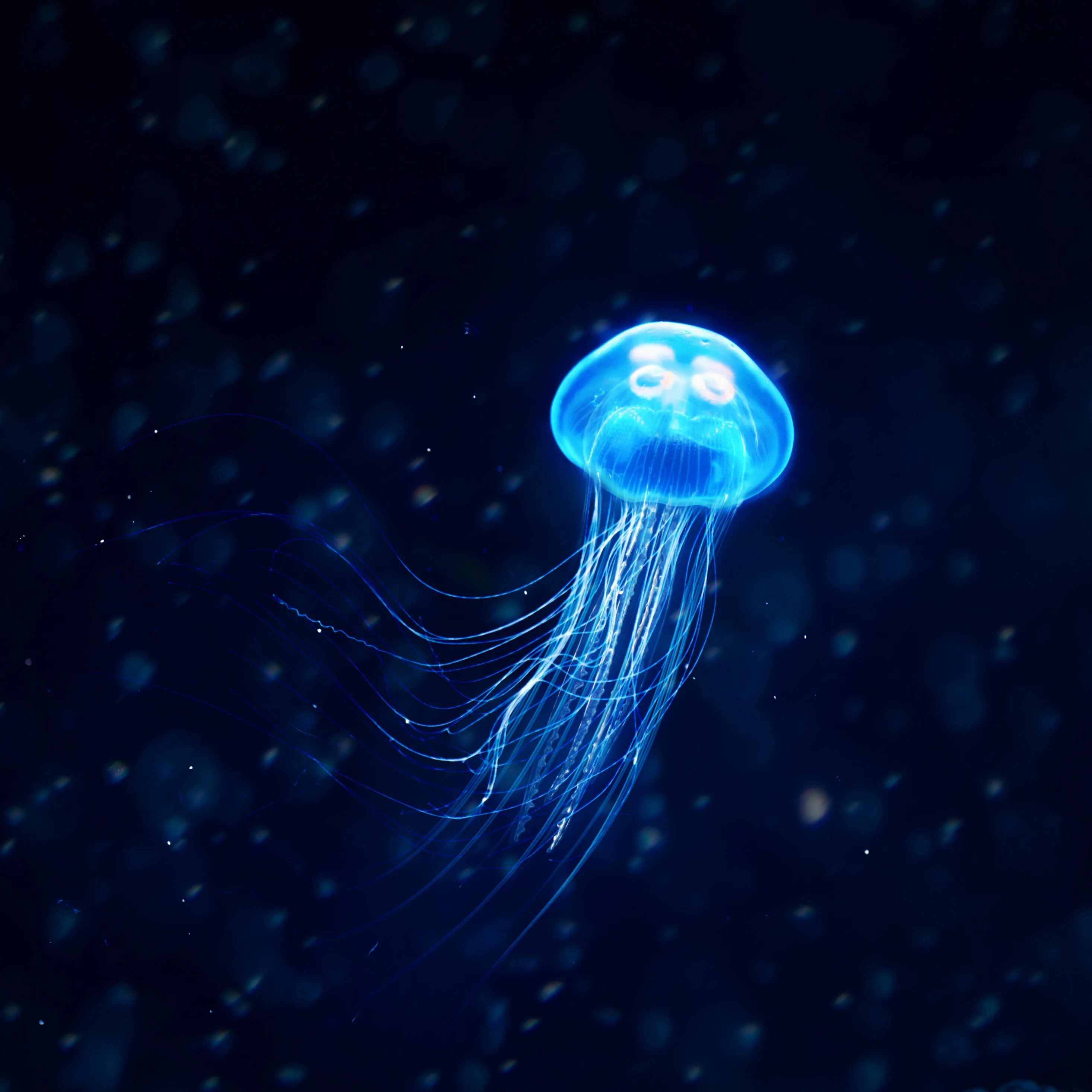 Jellyfish s life. Медуза волосистая цианея. Медуза джеллифиш. Медуза волосистая цианея. Хризаора хизосцелла.