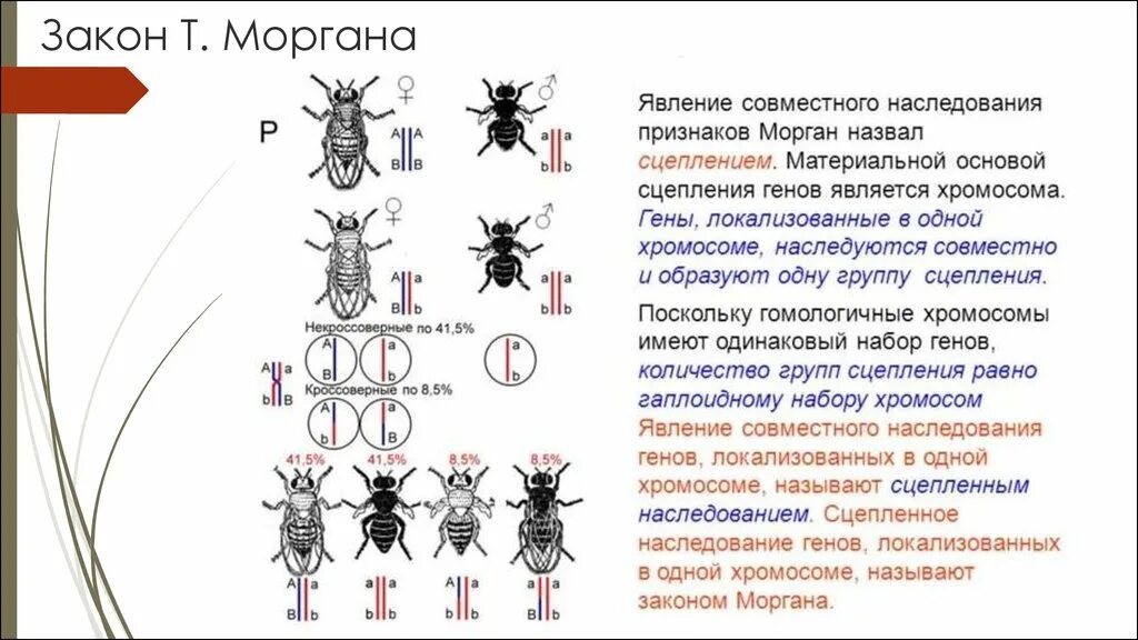 Закон сцепления генов т Моргана. Закон Томаса Моргана сцепленное наследование. Сцепленное наследование генов закон т Моргана. Полное и неполное сцепление генов