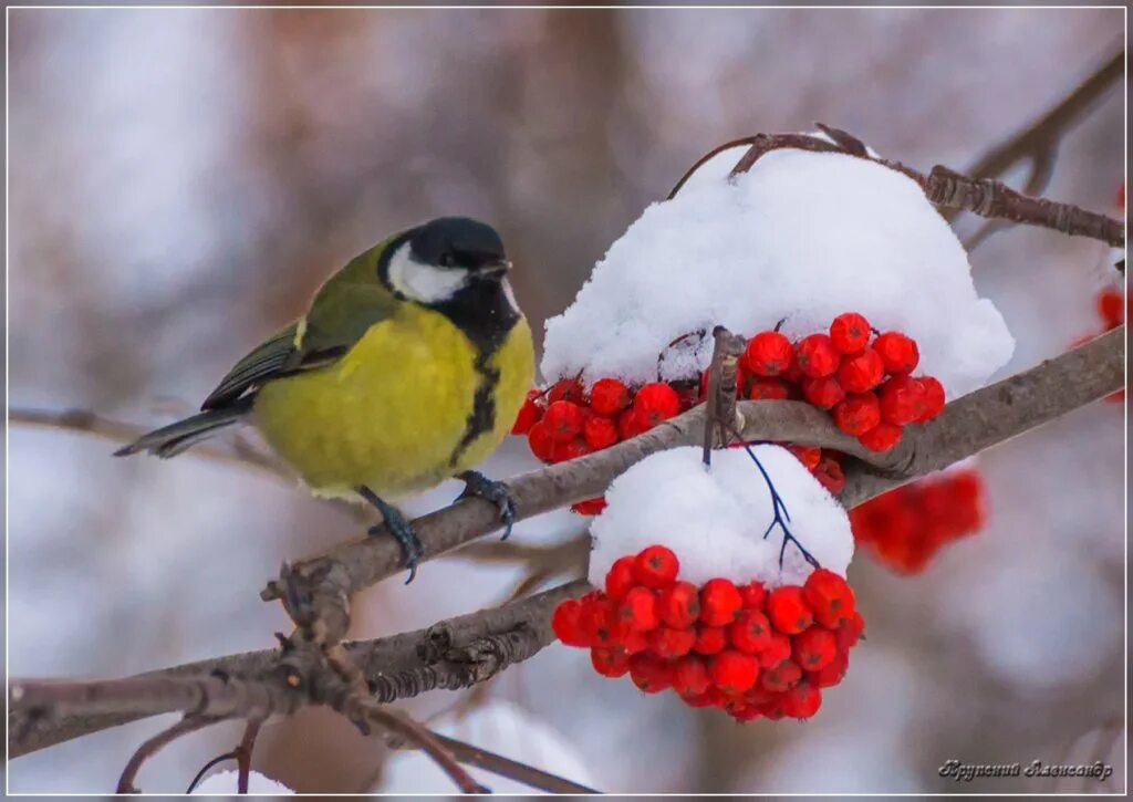 синица на ветке рябины. синички на рябине зимой. синица на ветке рябины. птички синичка на веточке. синичка на веточке рябины.